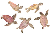 Sea turtles, an Animal Illustration by ramika (Thumbnail 2 of 3)