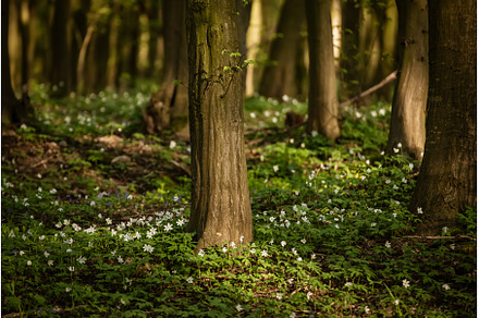 Flowering green forest with white, a Nature Photo by Nature and travel