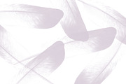 Feather Photoshop brushes preview 4