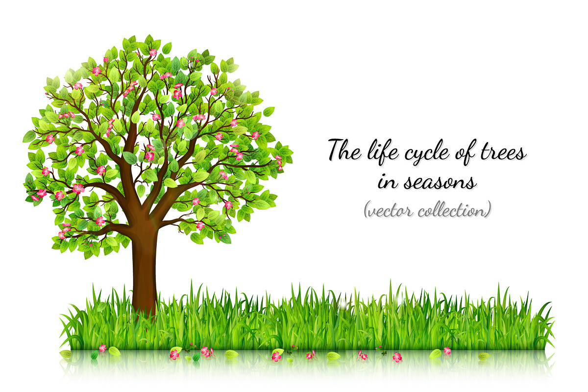 Four seasons trees vector, an Object Graphic by MarBom (Photo 1 of 2)