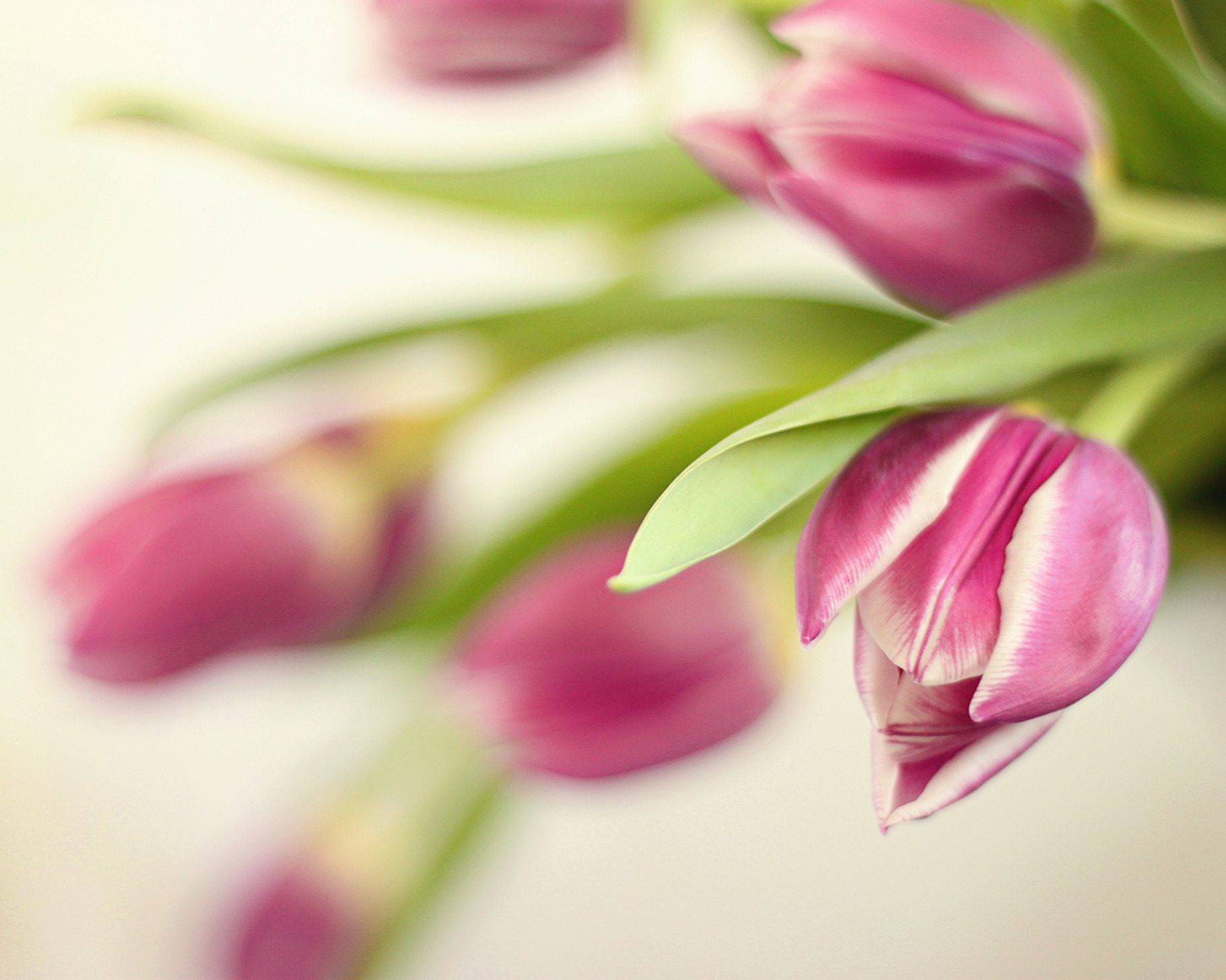 Tulip Love, a Nature Photo by Bellano Web Studio