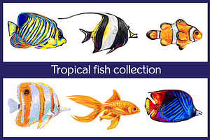Tropical fish