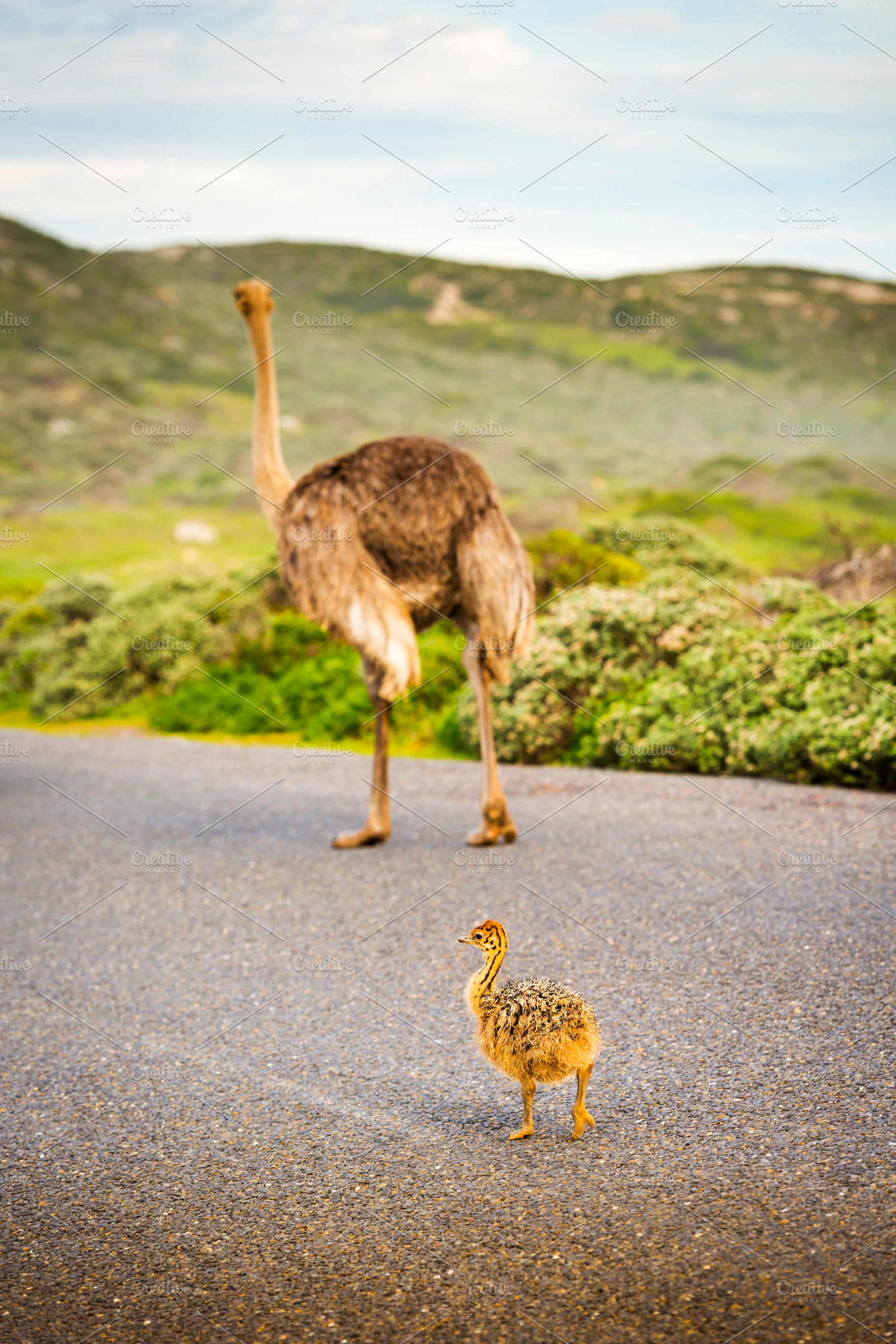 Ostrich Chick And Mother, an Animal Photo by THP Creative