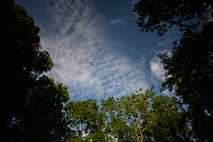 Serene view of a cloudy sky framed by lush green tree tops, a Person Photo by AS photostudio
