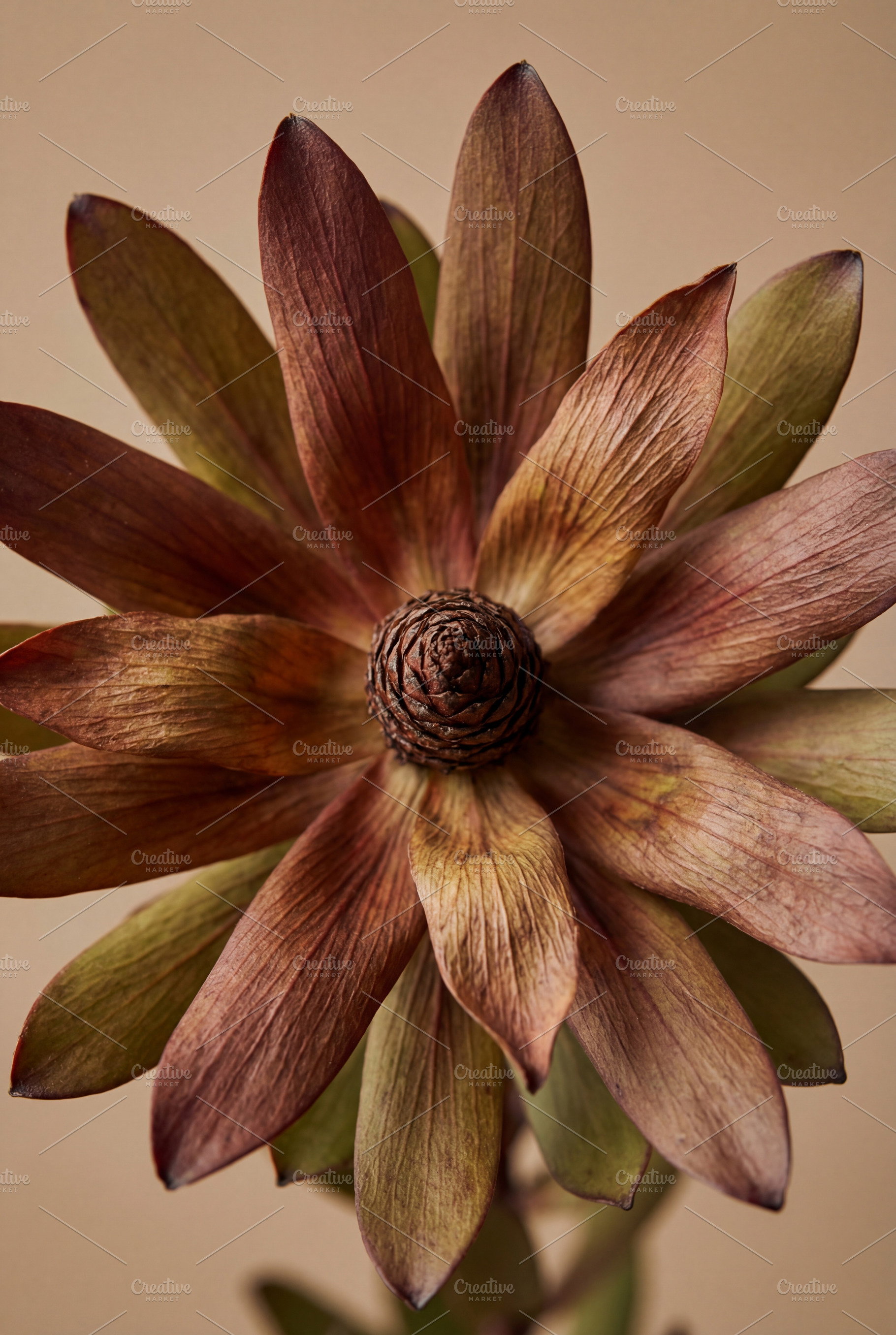 Macro Dried Leucadendron Flower, a Nature Photo by Virgo Studio