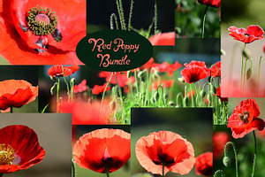 Red Poppy Bundle