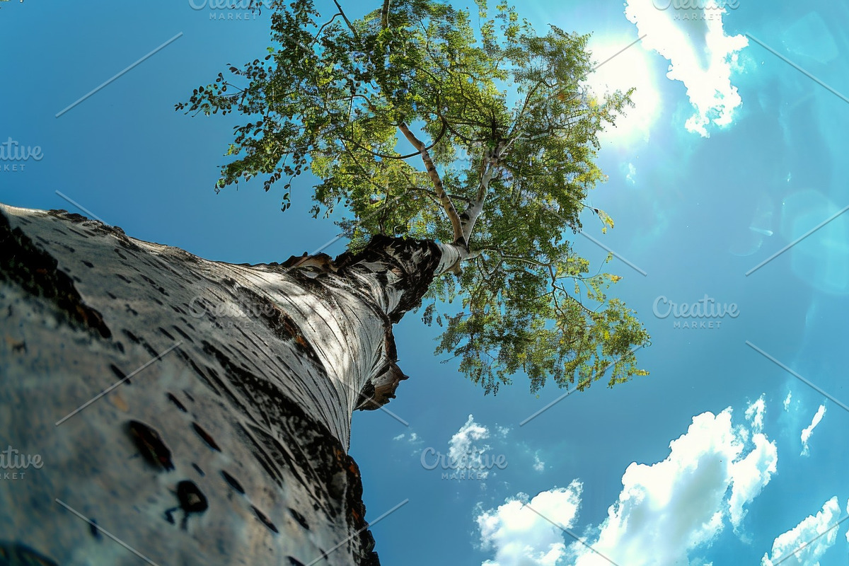 98 Trees view from below, a Nature Photo by Handmadefont (Photo 19 of 98)