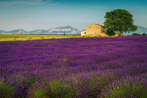 Cultivated scented lavender fields, an Architecture Photo by Alpine Dreams