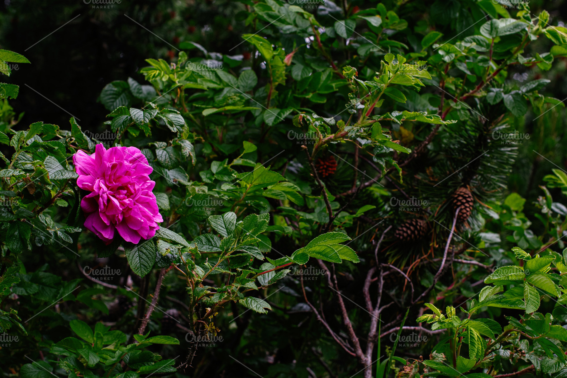 Bright pink rose surrounded by leaves and pine cones in Reykjavik, Iceland, a Photo by AS photostudio