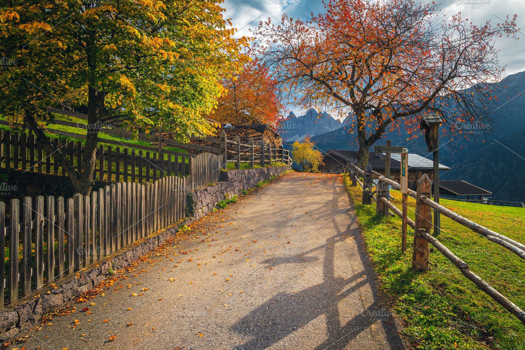 Narrow rural road and colorful trees, a Nature Photo by Alpine Dreams