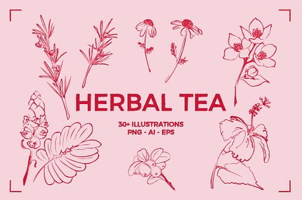 HERBAL TEA (30+ ILLUSTRATIONS), a Food Illustration by Bonfloret Studio