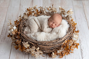 Newborn Nest Digital Backdrop, a Layer Style Add-On by Wild Honey Design Co.
