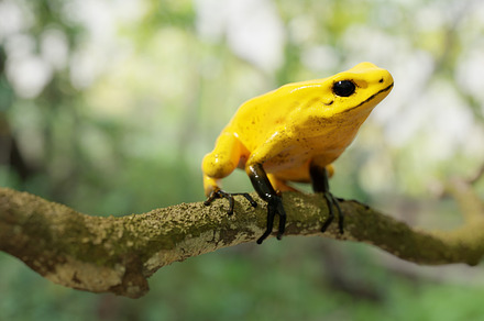 3D Arrow Frog, an Animal 3D Model by Waveus