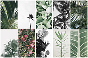 98% OFF | Tropical Bundle | 170 IN 1, a Photo by Floral Deco (Thumbnail 8 of 14)