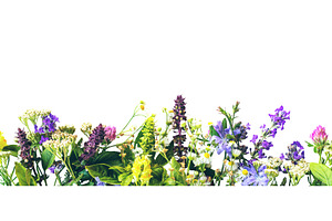 Various medicinal herbs on a white, a Food & Drink Photo by yanadjana