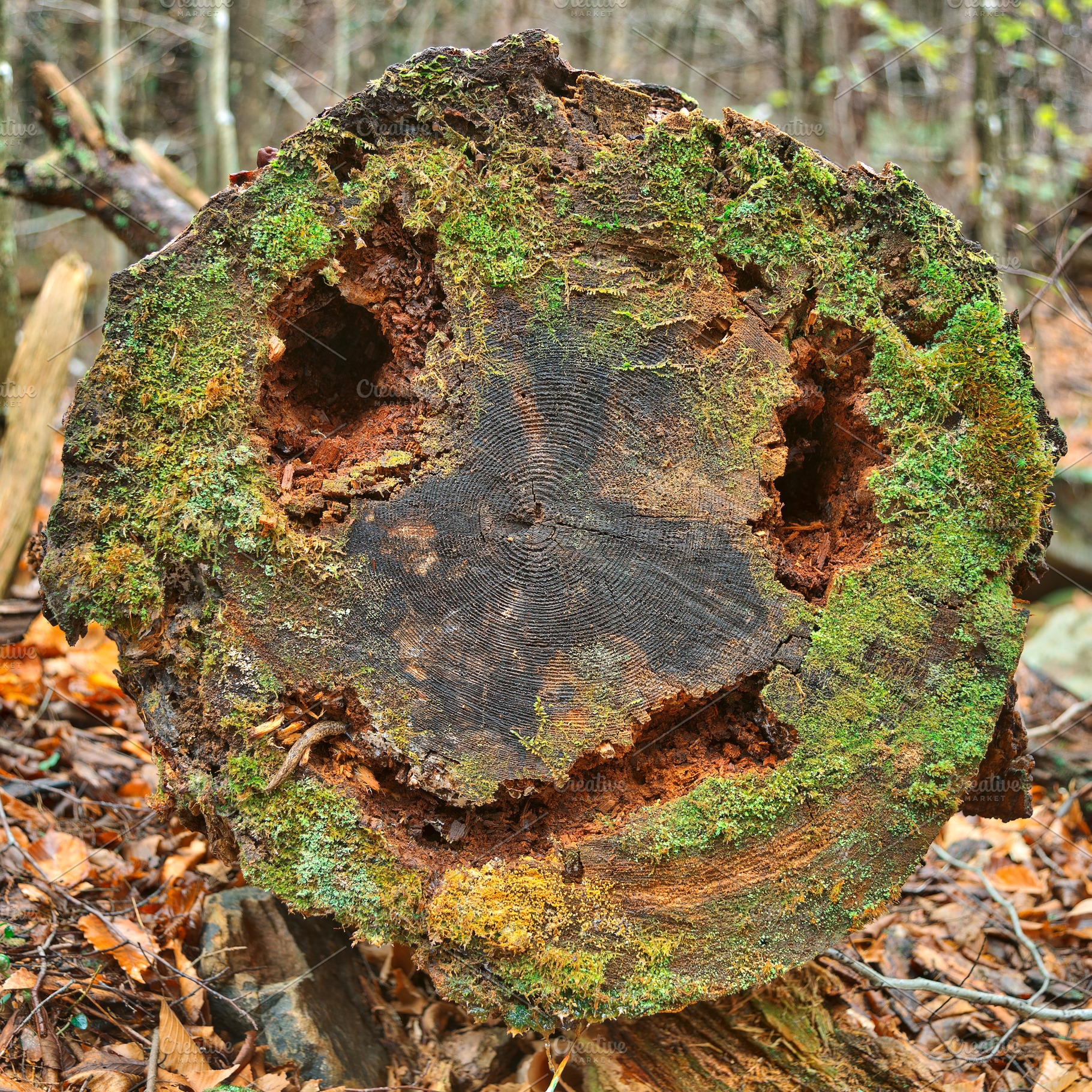 Happy Wood Decay, a Nature Photo by Bold Frontiers