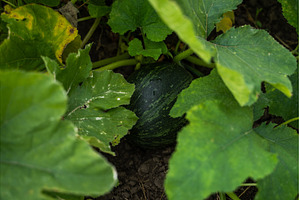Young green pumpkin growing on the, a Nature Photo by volodymyrshtun13795