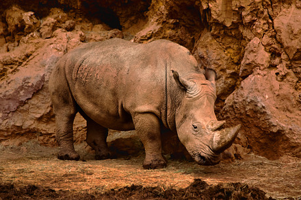 African rhinoceros sheltering from t, an Animal Photo by Perpis