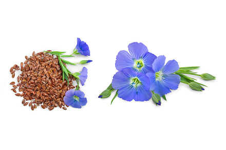 flax seeds with flower isolated on, a Food & Drink Photo by NataPhoto