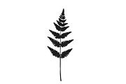 Botanical bundle - svg, png, a Decorative Illustration by Watercolor_Vector Graphic (Thumbnail 15 of 26)