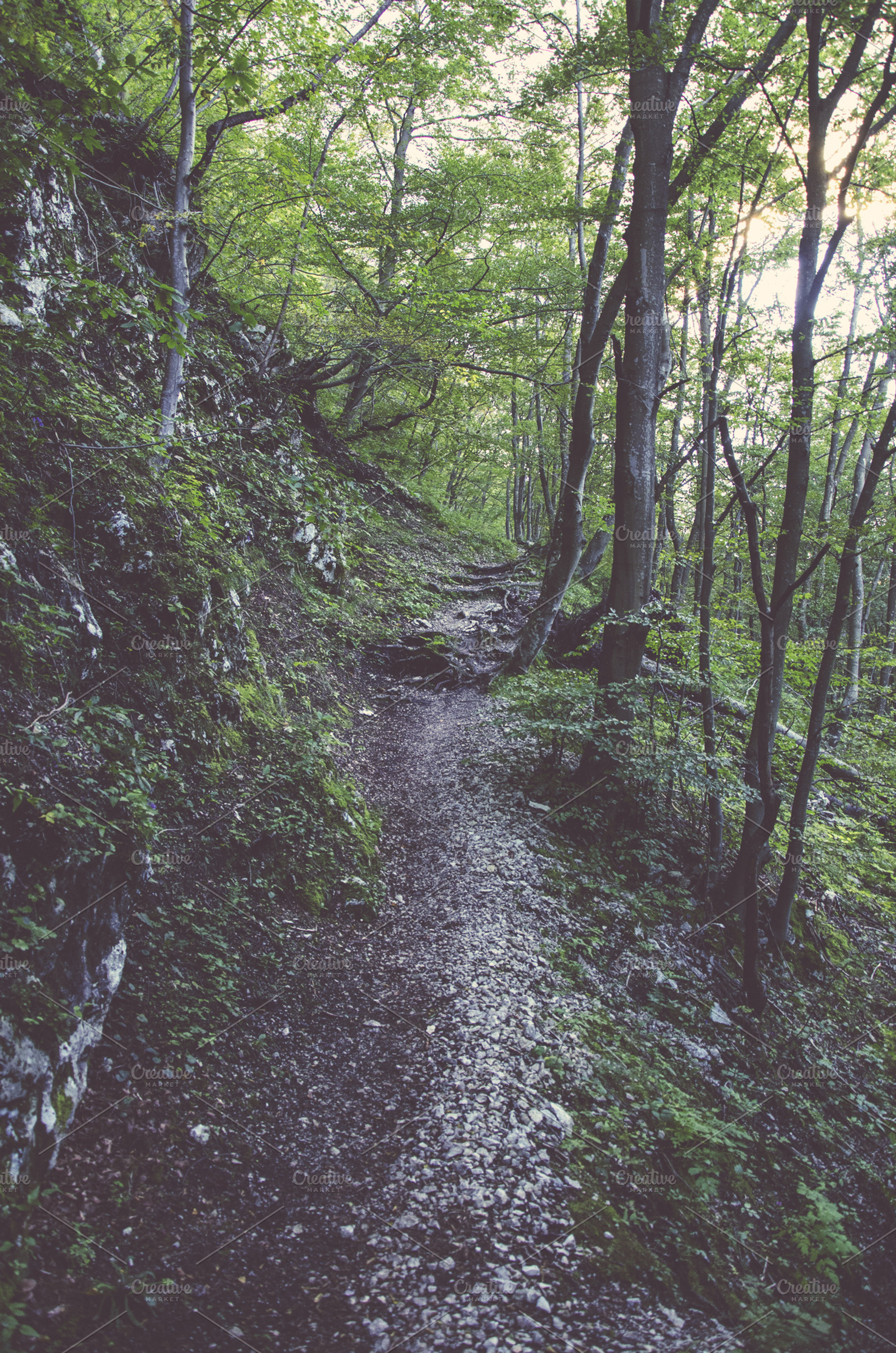 Path In The Forest Featuring Forest Path And Trees