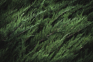 Dark green foliage of a cypress featuring color, nature, and natural