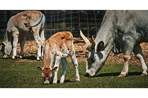 Hungarian Grey Steppe with calf, an Animal Photo by Our Amazing World