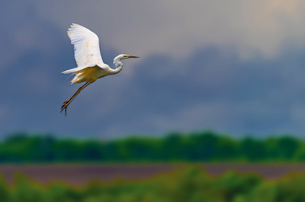 White heron, Great Egret, fly on the meadow background. Water bi