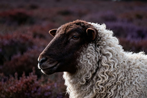 Tranquil Sheep Portrait in Field, an Animal Photo by Virgo Studio