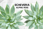 Succulents - Real Botanic Specimens, an Object Graphic by Turning Moss (Thumbnail 6 of 12)