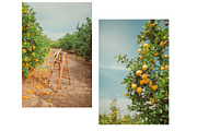 Limoncello Styled Stock Photo Bundle, a Background Photo by Munopia (Thumbnail 4 of 7)