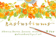NASTURTIUM flowers-WatercolorClipart, an Illustration by watercolorwild.graphics (Thumbnail 1 of 7)
