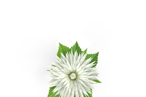 Dahlia White