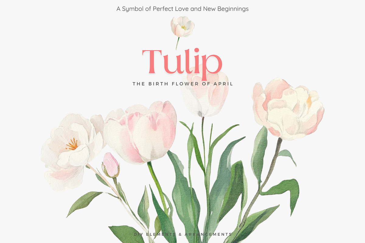 watercolor clipart tulip set, a Decorative Illustration by Patishop Art (Photo 3 of 11)
