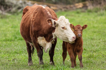 Bovine Madonna