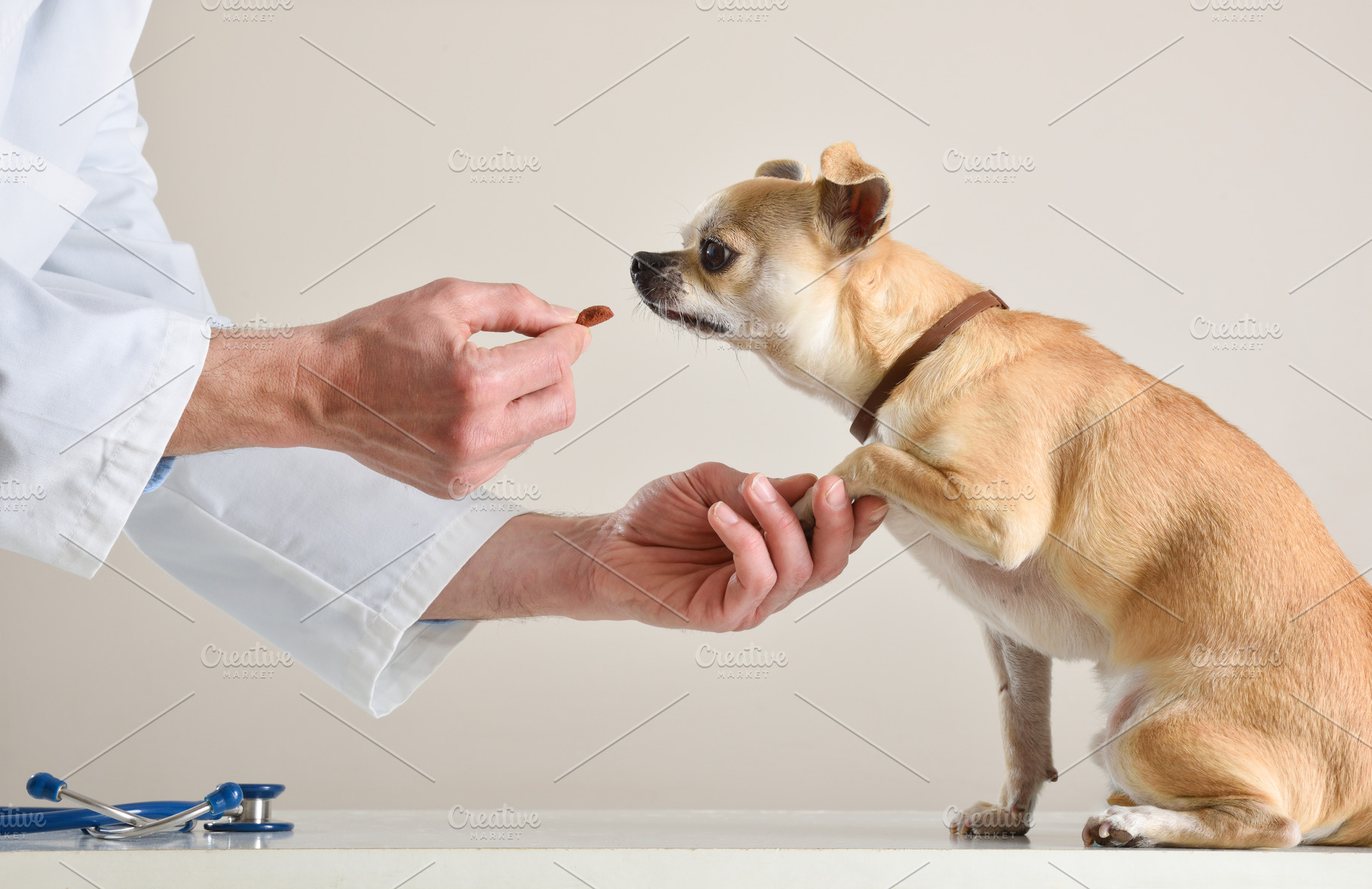 Veterinarian Feeding Chihuahua Treat by Hand, an Animal Photo by Davizro's Market