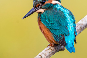 Kinfisher containing alcedo, atthis, and kingfisher