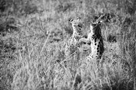 Serval Cat Battle