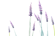 Watercolor Lavender clipart set, an Illustration by masha gross (Thumbnail 2 of 3)