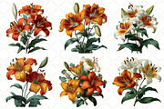 Watercolor Lily Flower Clipart, an Illustration by Black Bird Studio (Thumbnail 4 of 5)