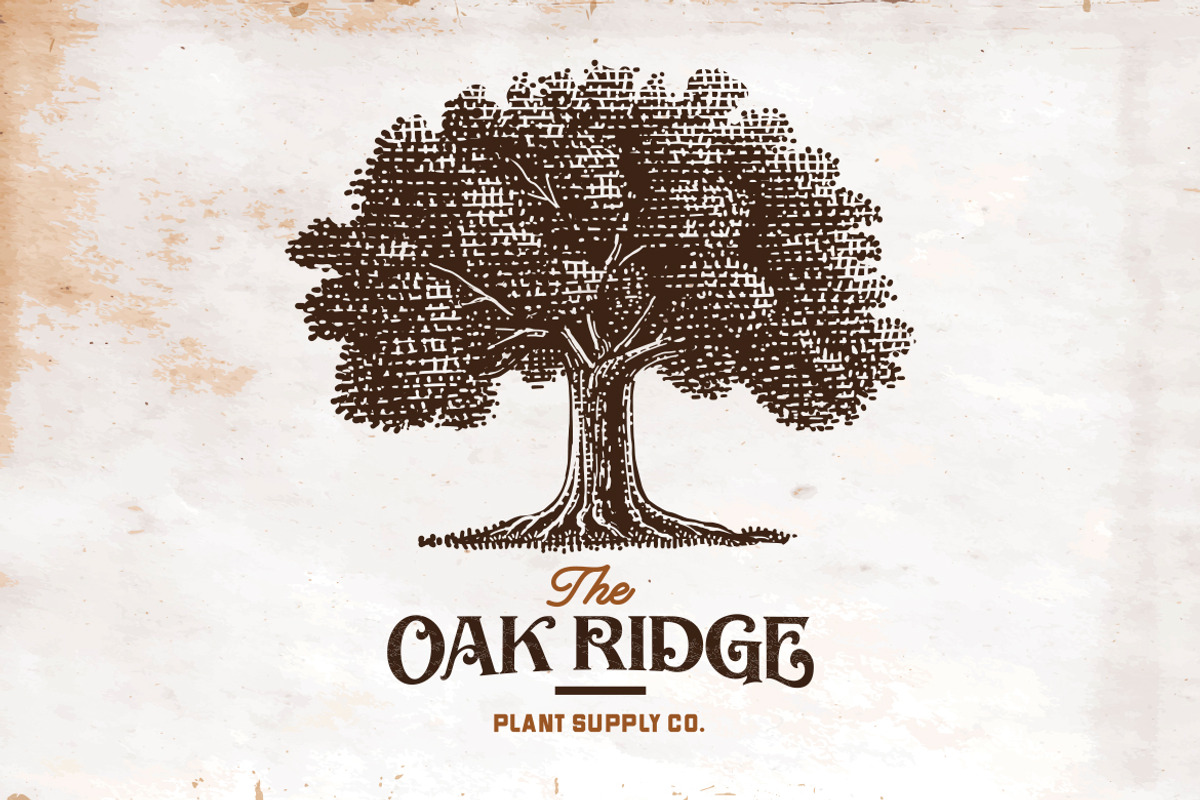 Vintage Oak Tree Illustration, an Object Graphic by RMPL.std (Photo 4 of 5)