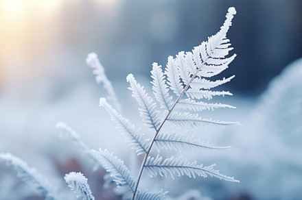Frost-Covered Fern Frond, a Nature Photo by Iconogenic
