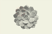 Succulent Halftones, a Texture Graphic by GhostlyPixels (Thumbnail 8 of 13)