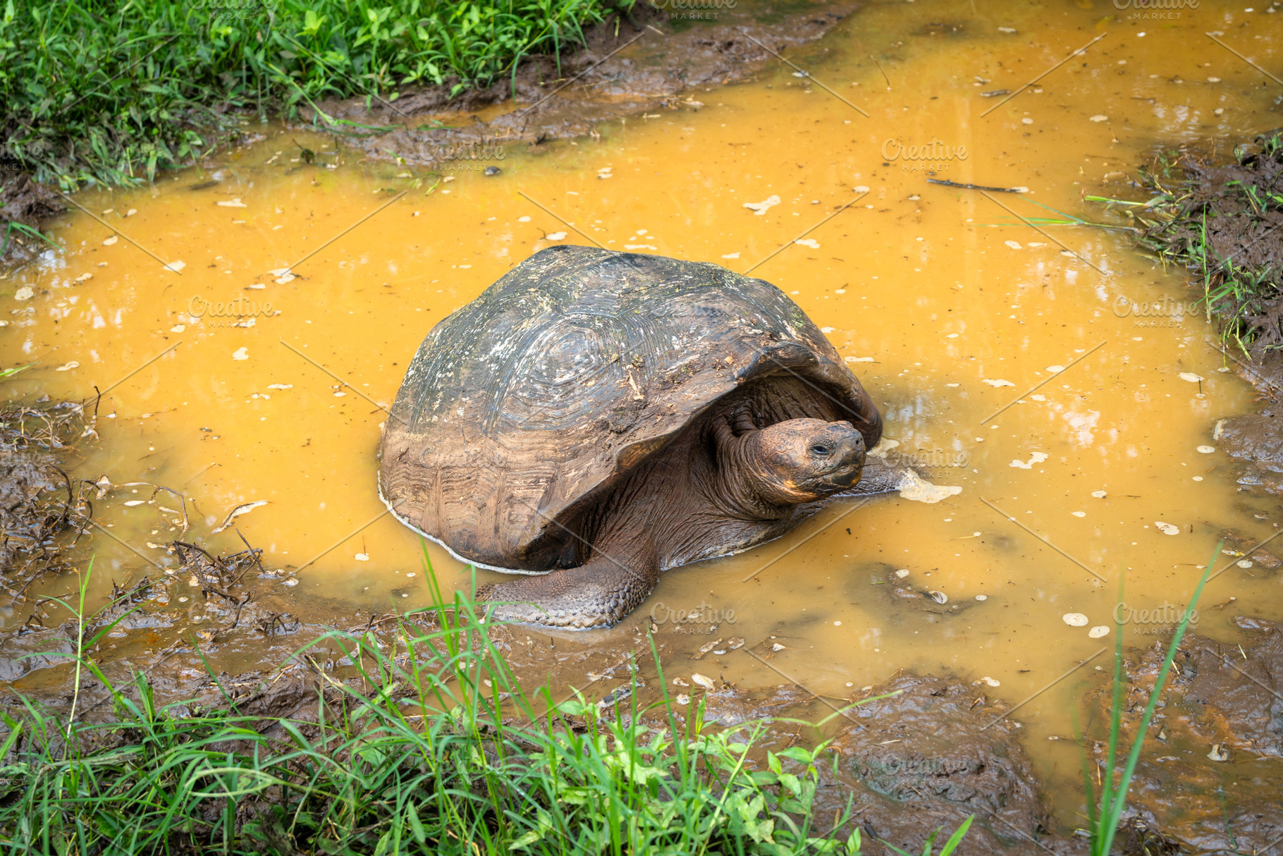 Galapagos giant tortoise in the wetlands of Santa Cruz Island, E, an Animal Photo by GoodGoods