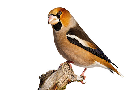 Side view of garden bird hawfinch stock photo containing hawfinch and, an Animal Photo by WildMedia