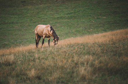 Horse grazing on the meadow, an Animal Photo by David Khelashvili