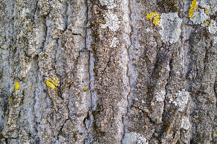 Bark and lichen, a Nature Photo by DanFLCreativo