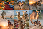 80 Desert Camel Stock Photos, an Animal Photo by Incomelion (Thumbnail 10 of 15)