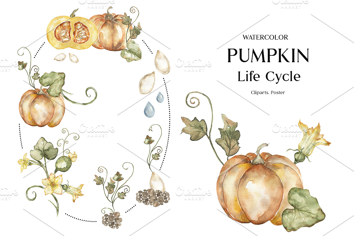 Watercolor Plant Life Cycle, an Education Illustration by MayaNavits (Photo 11 of 17)