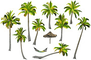 Palm tree collection (Vector), an Object Graphic by ArtOwl (Thumbnail 6 of 10)